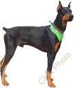 doberman pure